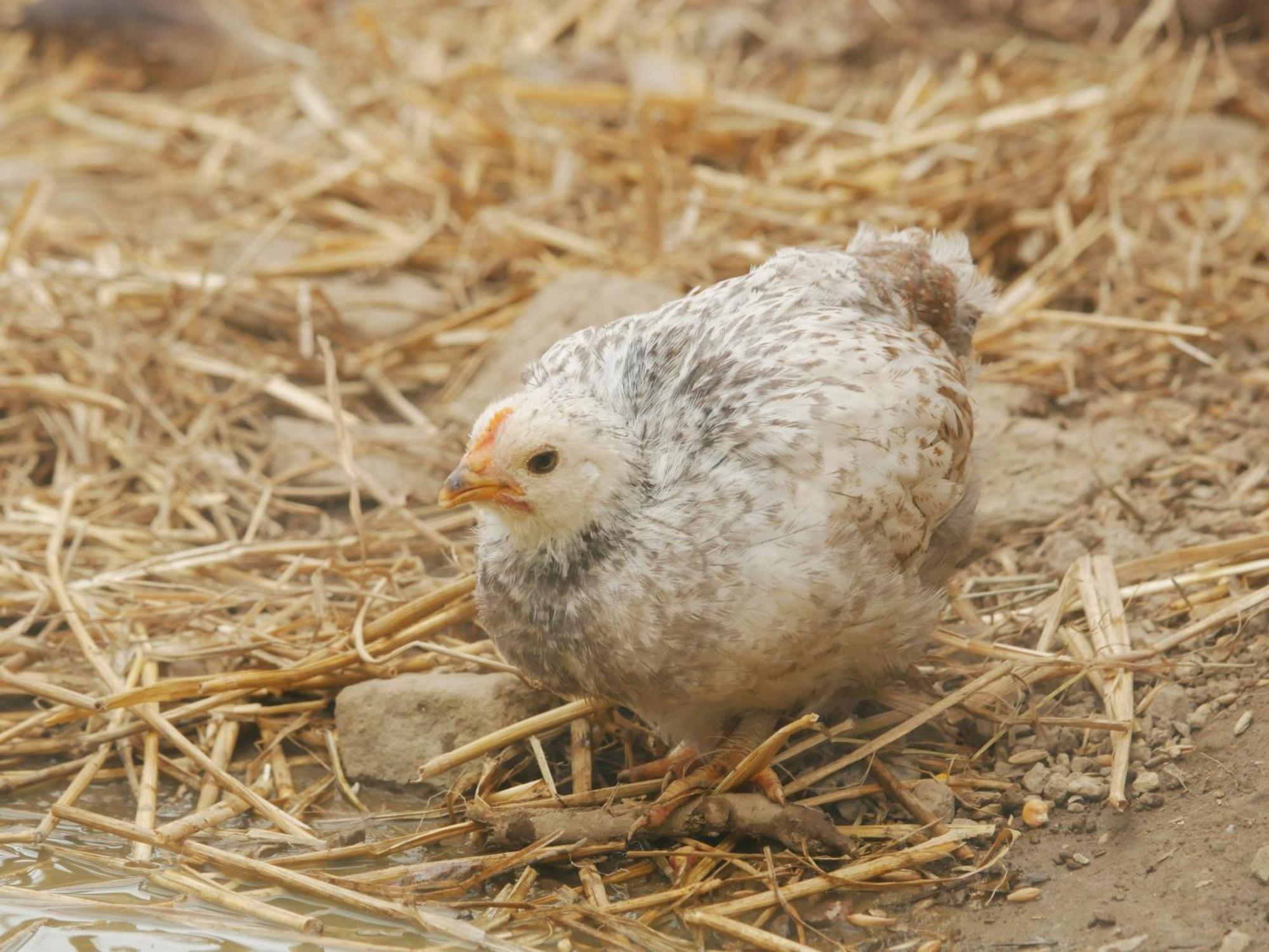 Toric Farmlodge Brastad Zewnętrze zdjęcie