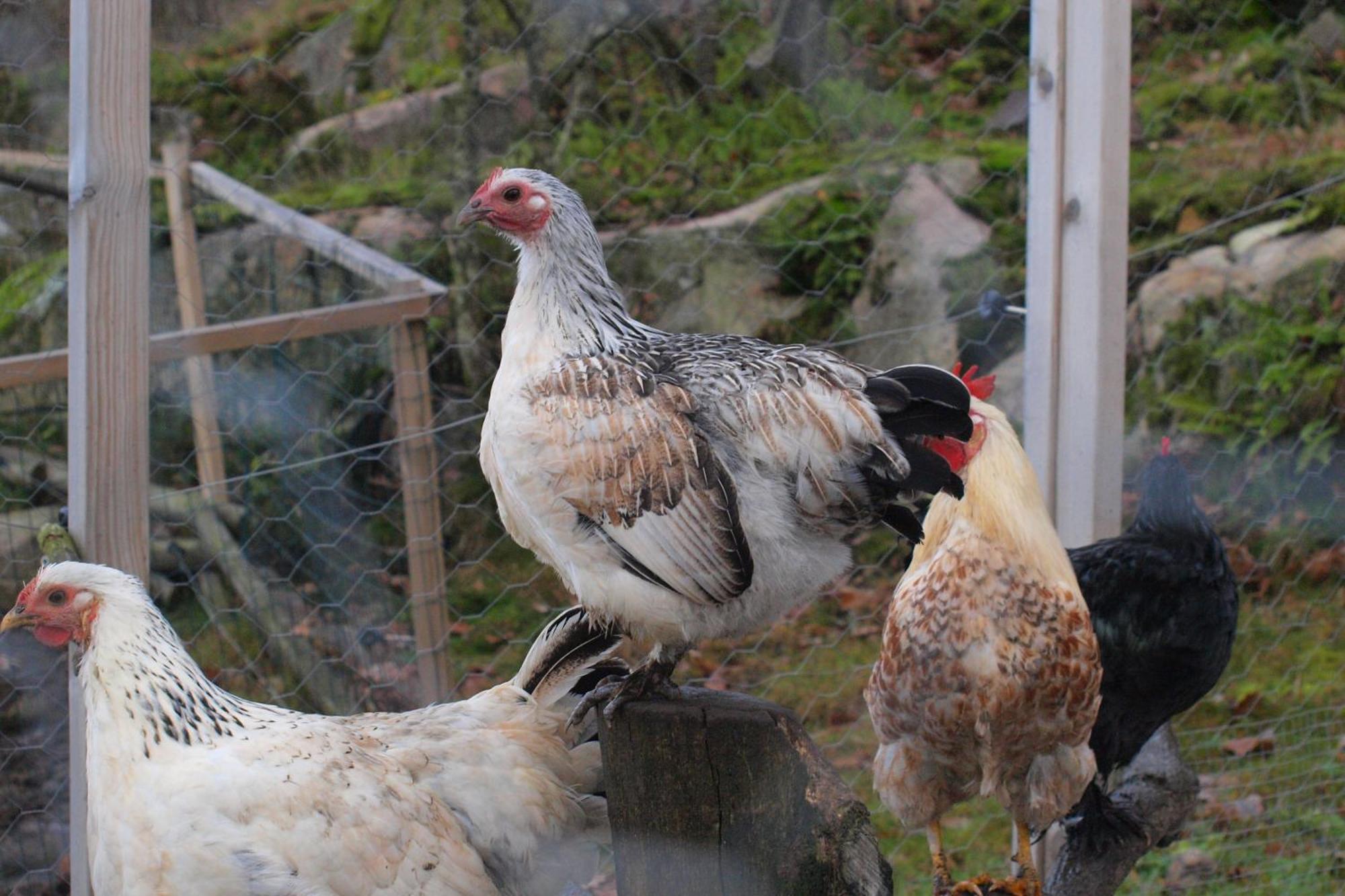 Toric Farmlodge Brastad Zewnętrze zdjęcie