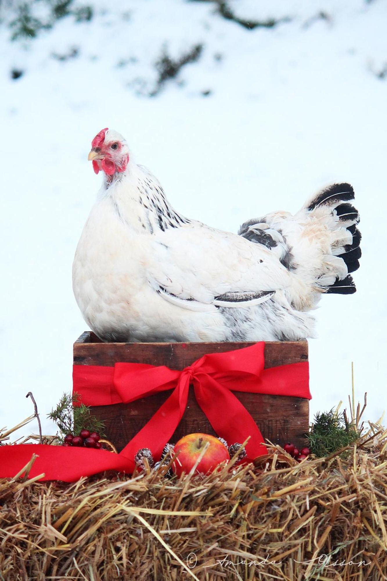 Toric Farmlodge Brastad Zewnętrze zdjęcie